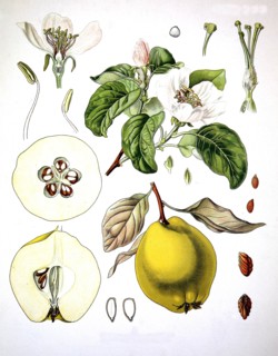 Cydonia Oblonga Fruit And Twig