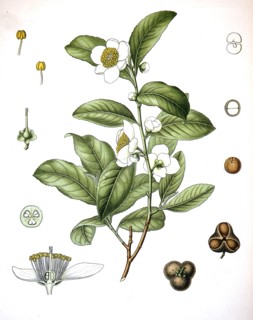 Camellia Sinensis Is A Species Of Evergreen Shrub Or Small Tree Whose Leaves And Leaf Buds Are Used To Produce Tea