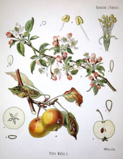Apple Tree (Malus Pumila