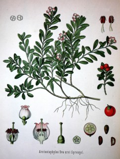 Arctostaphylos Uva-Ursi Is A Plant Species Of The Genus Arctostaphylo. Its Names Include Kinnikinnick And Pinemat Manzanita