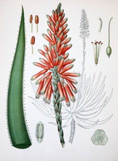 Aloe Perryi