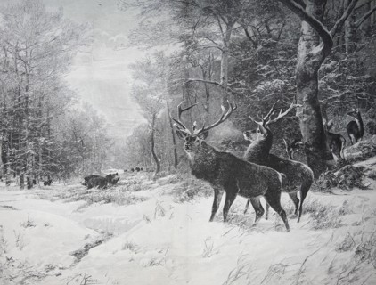 Winter Morning In The Forest