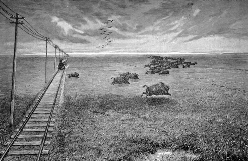 The North American Prairie