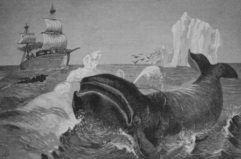 Whale Hunting In The Northern Arctic Ocean