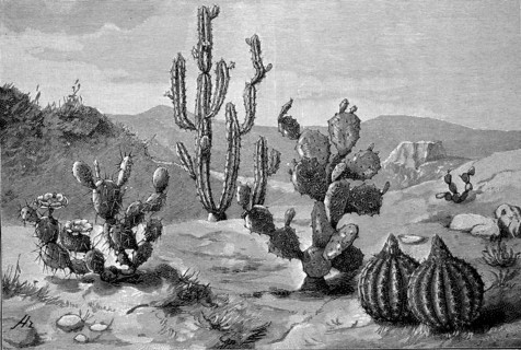 Different Cacti From Different Climates In One Picture