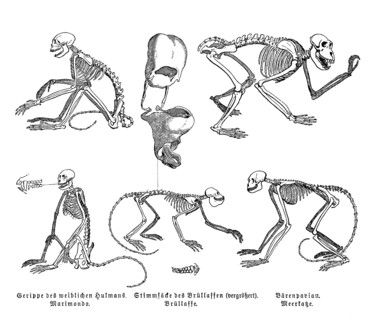 Evolution