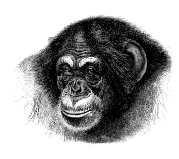 Chimpanzee