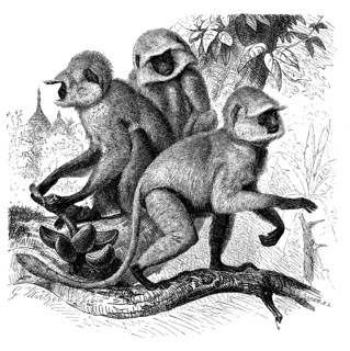 Bengal Hanuman Langur