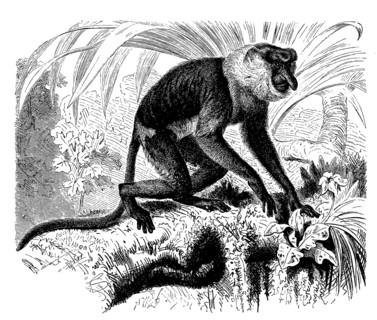 Proboscis Monkey