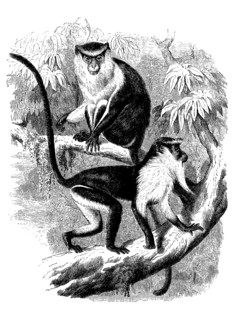 Barnacle Monkey