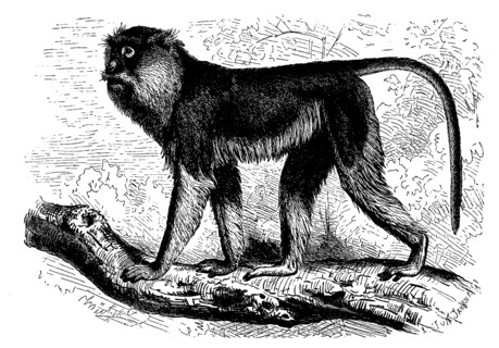 Pasque Monkey