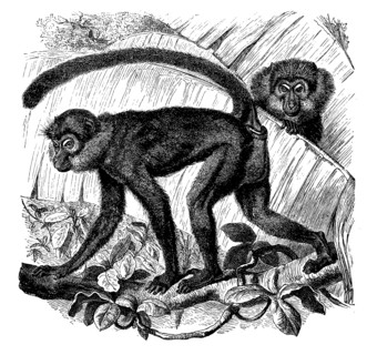 Black Monkey