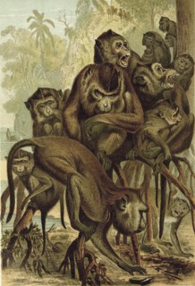 Macaque