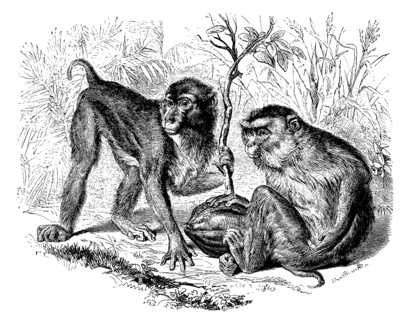 Southern Hog Monkey