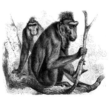 Black Baboon Or Crested Baboon