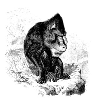 Mandrill