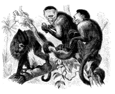 Crested Capuchin Or Crested Capuchin