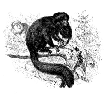 Satan Monkey Or Black Saki