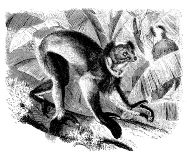 Crown Indri