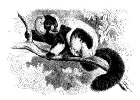 Vari