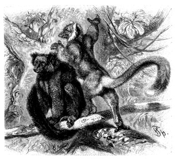 Black Lemur