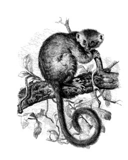 Eastern Bamboo Lemur Or Eastern Demi-Lemur