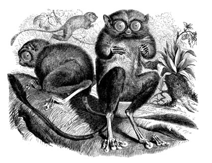 Tarsier