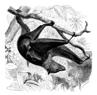 Black-Eared Flying Fox