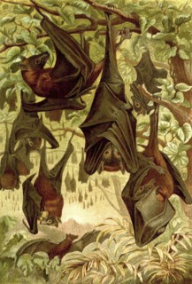 Fruit Bats