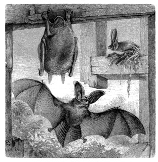 Brown Long-Eared Bat