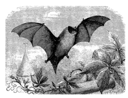 Pipistrelle