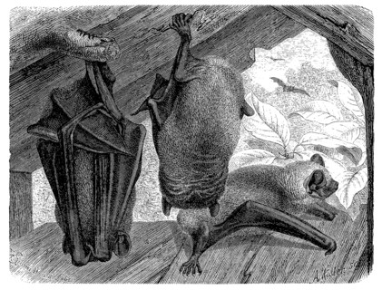 Noctule Bats