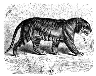 Bengal Tiger