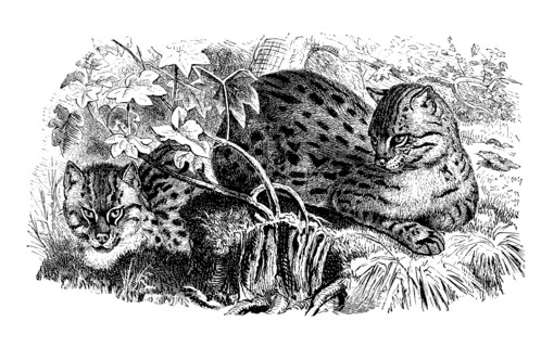 Spotted Cat