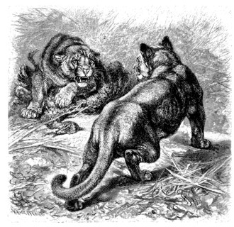 Puma