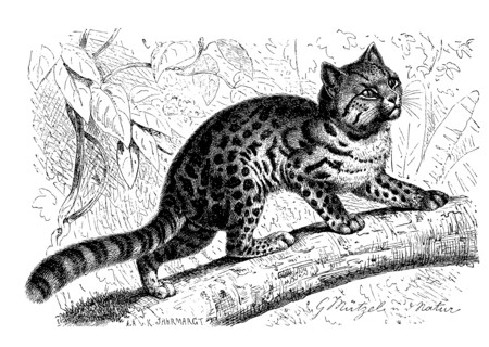Northern Tabby Cat