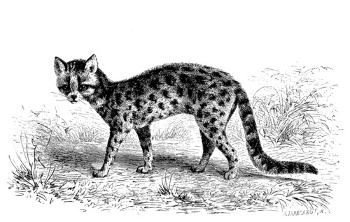 Margay