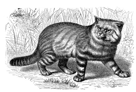 Colocolo