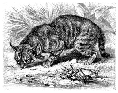 Cane Cat