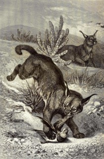 Eurasian Lynx Or Northern Lynx