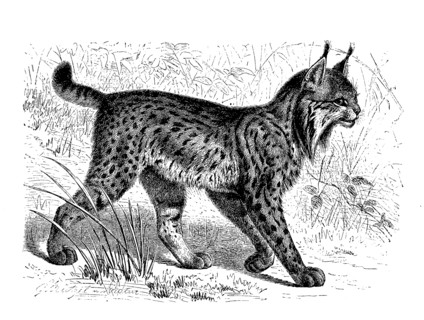 Iberian Lynx