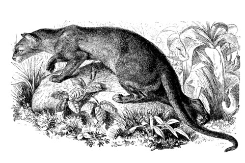 Fossa