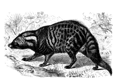 African Civet Cat