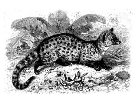 Civet Cat