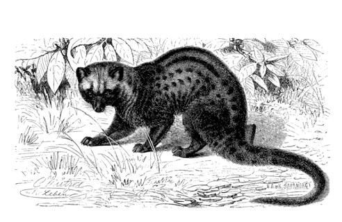 Malaysian Palm Roller