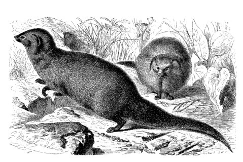 Indian Mongoose