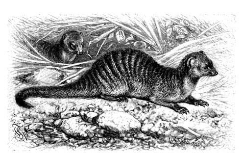 Banded Mongoose