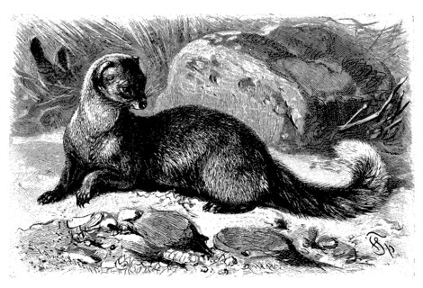 Fox Mongoose