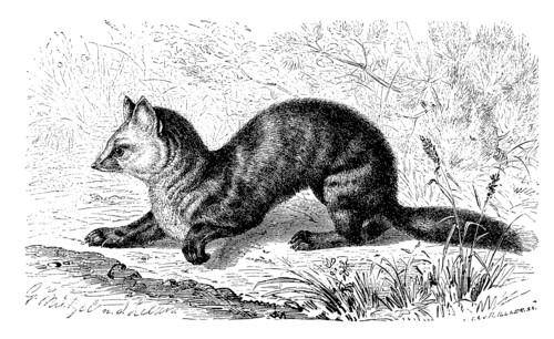 Sable
