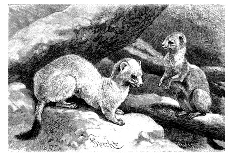 Ermine